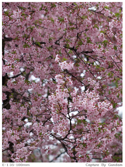 武陵農場:櫻花