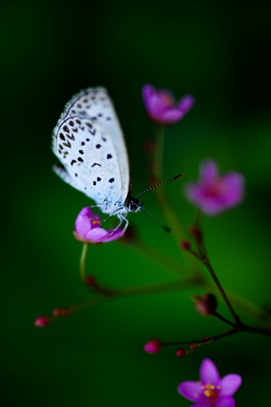 蝶与花