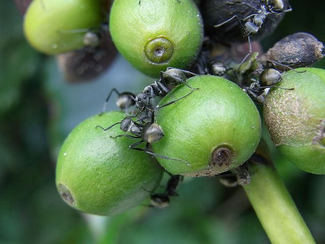 咖啡樹果實及其上的螞蟻
